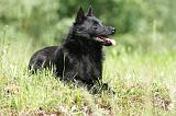 SCHIPPERKE 300